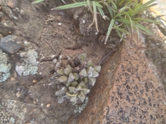 Anacampseros subnuda