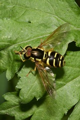 Chrysotoxum elegans