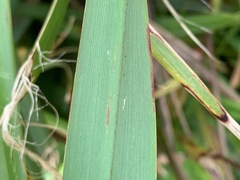 Dianella longifolia longifolia