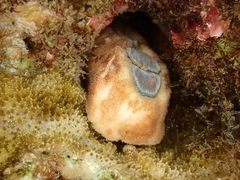 Cryptoplax larvaeformis