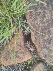 Anacampseros subnuda