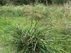 Dianella longifolia longifolia