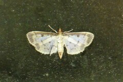 Eulepte