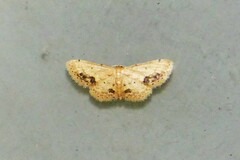 Idaea chotaria