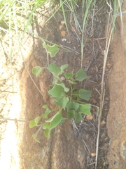 Senecio oxyriifolius