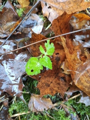 Lamium