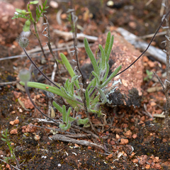 Asteridea athrixioides