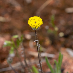 Asteridea athrixioides