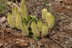 Ptilotus spathulatus