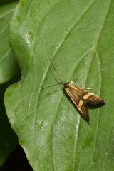 Nemophora degeerella