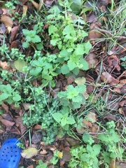 Lamium purpureum