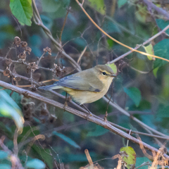 Phylloscopus collybita
