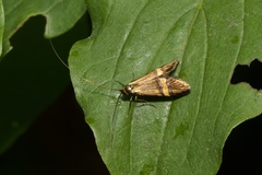 Nemophora degeerella