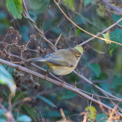 Phylloscopus collybita