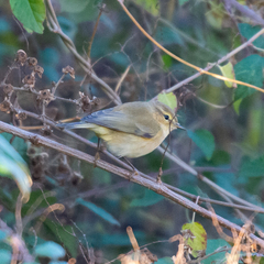 Phylloscopus collybita