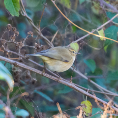 Phylloscopus collybita