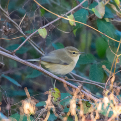 Phylloscopus collybita