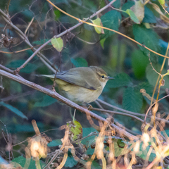 Phylloscopus collybita