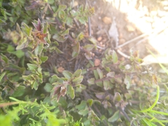 Dyschoriste setigera