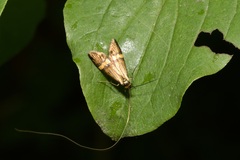 Nemophora degeerella
