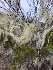 Usnea barbata