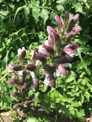 Acanthus