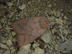 Agrocholorta nawae