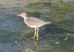 Actitis macularius