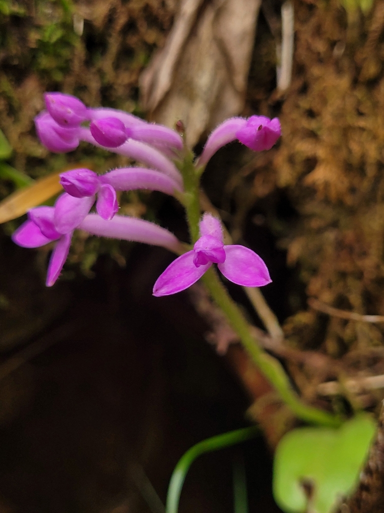 Cynorkis inermis
