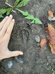 Capreolus