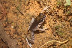 Leptobrachella gracilis