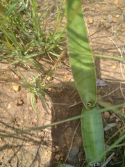 Ledebouria luteola