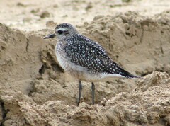 Pluvialis dominica