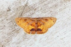 Chrysocraspeda perpicta