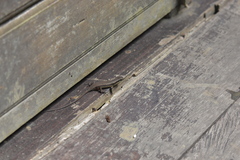 Eutropis rudis