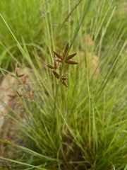Cyperus sphaerospermus