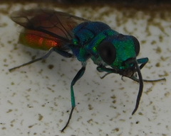 Chrysis ignita