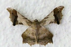 Krananda oliveomarginata