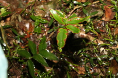 Pellaea paradoxa