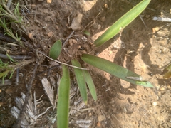 Cyanotis speciosa