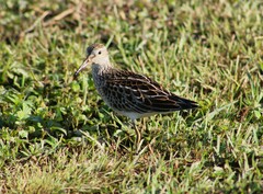 Calidris melanotos