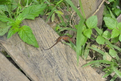 Eutropis rudis