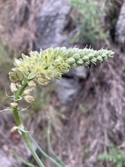 Albuca virens