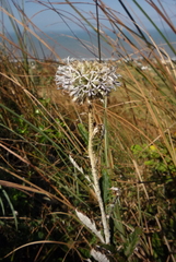 Echinops grijsii