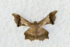 Krananda oliveomarginata