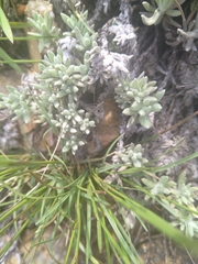 Helichrysum cerastioides