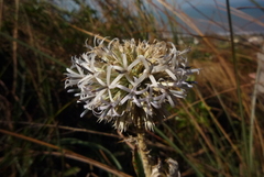 Echinops grijsii