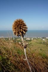 Echinops grijsii
