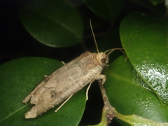 Xylena formosa
