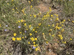 Chrysocephalum apiculatum